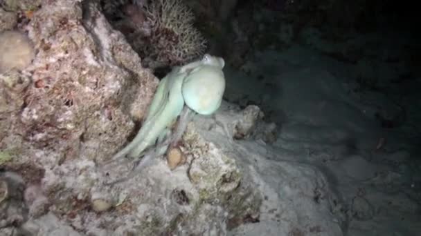 Rode Octopus Octopus Cyanea Leeuwenvis Pterois Miles Onderwater Vis Rif — Stockvideo
