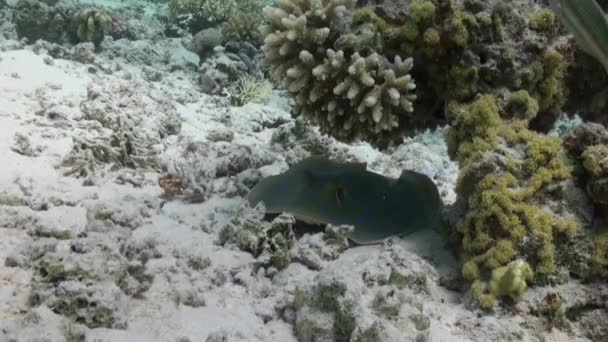 Blue Spotted Stingray Recife Coral Fundo Arenoso Incrível Belo Subaquático — Vídeo de Stock