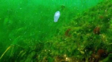 Mnemiopsis Ctenophora hafiftir, şeffaftır, etek bıçakları vardır. Ctenophora Mnemiopsis, bilinen adıyla Sea Gooseberry, bir deniz sakini..