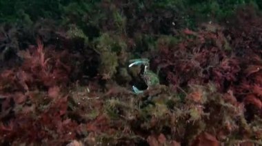 Kara Denizi 'nin sualtı dünyasının deniz dibindeki yengeç. Deniz hayvanlarının sualtı dünyasının büyüleyici vahşi yaşamı..