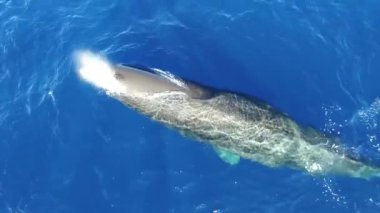 Okyanus suyunun yüzeyinde yalnız bir ispermeçet balinası. İspermeçet balinaları ve diğer deniz hayvanlarıyla ilgili eşsiz bir koleksiyonda daha fazla video..