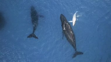 Balina Kuzey Atlantik pürüzsüz balina, balina familyasının en nadide türüdür. Kuzey Atlantik düz balinası (Eubalaena glacialis) üst manzara. Onlar hakkında özel bir video koleksiyonu izleyin..