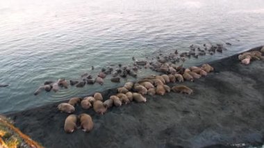 Morslar grup üzerinde shore, Kuzey Buz Denizi Svalbard, sakin ol. Yaban hayatı. Nordic badlands tehlikeli hayvanlarda. Arka plan doğal peyzaj ve kar Dağları Spitsbergen benzersiz görüntüleri.