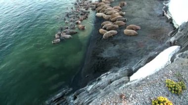 Morslar grup su yakınındaki kıyı Kuzey Buz Denizi Svalbard, sakin ol. Yaban hayatı. Nordic badlands hayvanlarda. Arka plan doğal peyzaj ve kar Dağları Spitsbergen benzersiz görüntüleri.