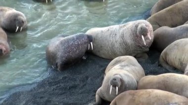 Morslar grup su üzerinde shore Arktik okyanusta Svalbard yakınındaki sakin ol. Yaban hayatı. Nordic badlands tehlikeli hayvanlarda. Arka plan doğal manzara Spitsbergen, tarihinde benzersiz görüntüleri.