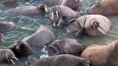 Morslar grup su yakınındaki kıyı Kuzey Buz Denizi Svalbard, sakin ol. Yaban hayatı. Nordic badlands hayvanlarda. Arka plan doğal peyzaj ve kar Dağları Spitsbergen benzersiz görüntüleri.