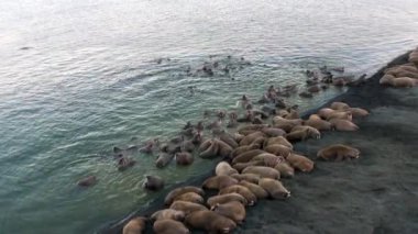 Morslar grup su yakınındaki kıyı Kuzey Buz Denizi Svalbard, sakin ol. Yaban hayatı. Nordic badlands hayvanlarda. Arka plan doğal peyzaj ve kar Dağları Spitsbergen benzersiz görüntüleri.