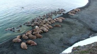 Morslar grup su üzerinde shore Arktik okyanusta Svalbard yakınındaki sakin ol. Yaban hayatı. Nordic badlands tehlikeli hayvanlarda. Arka plan doğal manzara Spitsbergen, tarihinde benzersiz görüntüleri.