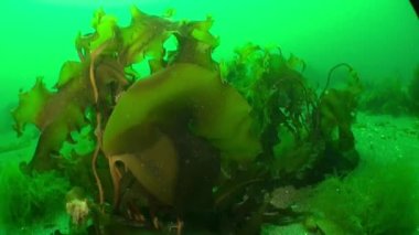 Barents Denizi 'nin denizaltı dünyasında deniz yosunları var. Barents Denizi 'nde bulunan farklı türde su arıtma bitkileri, deniz marulu ve yosun olarak da bilinir..