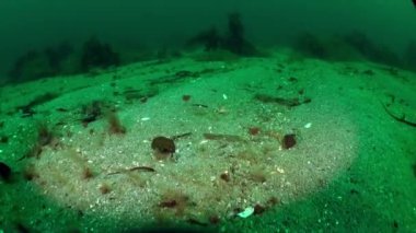 Deniz Yatağı Barents Denizi 'nin temiz kumu. Barents Denizi 'nin deniz yatağı, çevre bölgelerdeki pek çok kıyı toplumunun geçimini sağlayan hayati ve gelişen bir ekosistem..