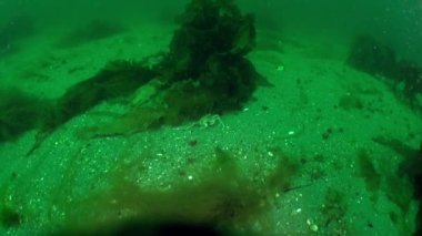 Barents Denizi 'nin okyanus manzarasındaki deniz bitkileri arasında gizlenmiş yengeç. Barents Denizi, Hemigrapsus sanguineus yengecine ev sahipliği yapar. Koleksiyondaki bu deniz yaşamı hakkında daha fazla video izleyin.