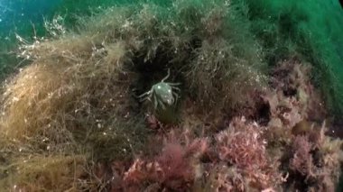 Barents Denizi 'ndeki alglerin arka planında Strigun yengeci. Hemigrapsus sanguineus taş ve zemin yüzeylerde yaşar, yerel balıkçılık endüstrisi için önemlidir, hem evcilleştirilebilir hem de yabani yetiştirilebilir..