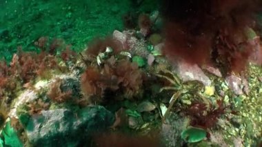 Strigun yengeci Hemigrapsus Sanguineus kayalık deniz tabanında Barents Denizi. Yengeç taş ve zemin yüzeylerde yaşar, yerel balıkçılık endüstrisi için önemlidir, hem evcilleştirilebilir hem de vahşi yetiştirilebilir..