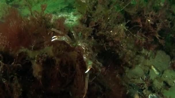 Kara Denizi Nin Fantastik Sualtı Dünyasının Deniz Yosunlarındaki Yengeç Altı — Stok video