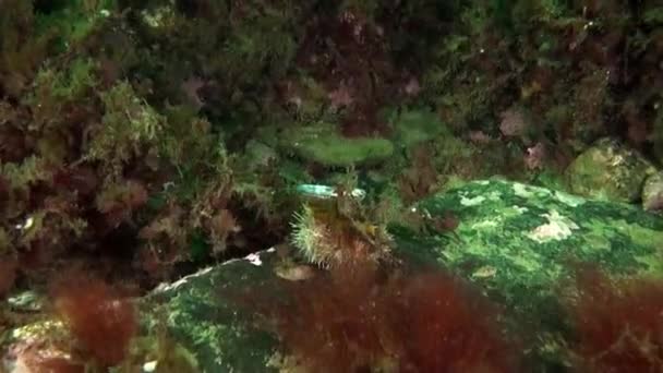 卡拉海海底世界的海藻蟹 水下海洋动物和水上运动区居民惊人的野生动物 — 图库视频影像