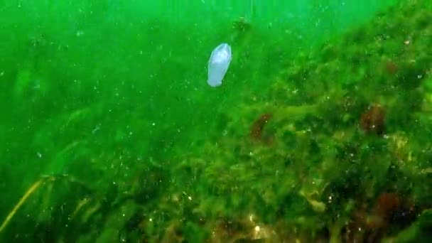 Mnemiopsis Ctenophora Светлые Прозрачные Юбочками Ctenophora Mnemiopsis Широко Известный Sea — стоковое видео