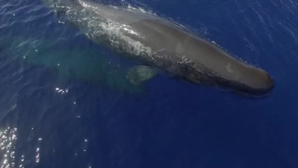 Tribo Cachalotes Nadam Perto Superfície Das Ondas Oceânicas Baleias Esperma — Vídeo de Stock