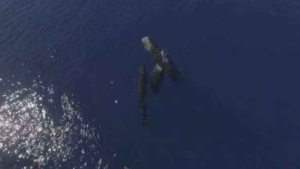 精子クジラの家族は 人々の近くの水位に垂直相対的に眠る 精子クジラはクジラ科の海洋哺乳類のグループです 彼らはコミュニケーション能力で知られています — ストック動画