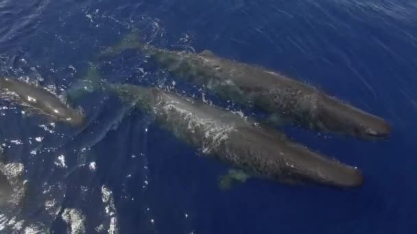 精子のクジラの群れは海の水の上の近くで自由に泳ぐ 彼らはまた 海洋生態系の重要なメンバーであり 他の動物の食料源として機能し 水生物質を規制するのを助ける — ストック動画