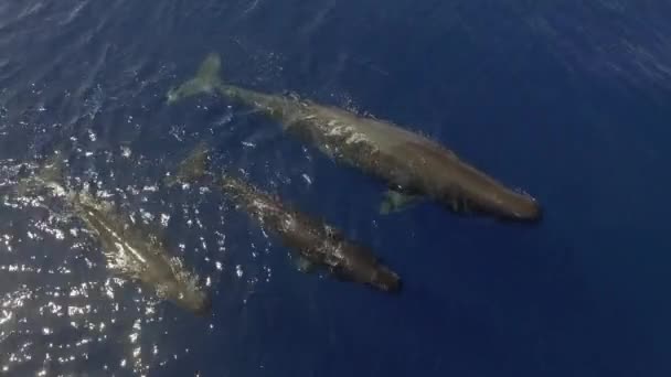 Grupo Cachalotes Nadan Cerca Superficie Del Agua Del Océano Familia — Vídeos de Stock