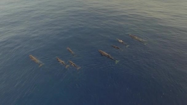 Een Kudde Potvissen Drijft Rond Aan Het Oppervlak Van Oceaangolven — Stockvideo