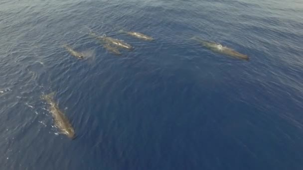 Bacalao Cachalotes Deslizan Cerca Las Olas Del Océano Las Ballenas — Vídeos de Stock