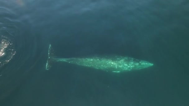 Baleine Grise Californie Dans Océan Regardez Une Collection Unique Exclusive — Video
