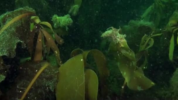 Algas Marinhas Água Cristalina Fundo Mar Kara Variedade Tipos Algas — Vídeo de Stock