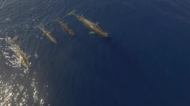 精子クジラのコミュニティは海の水の表面に近い泳ぐ 海洋哺乳類のグループである精子クジラは 彼らのコミュニケーション能力で評判があります トップビュー ドローンからのビデオ撮影 — ストック動画