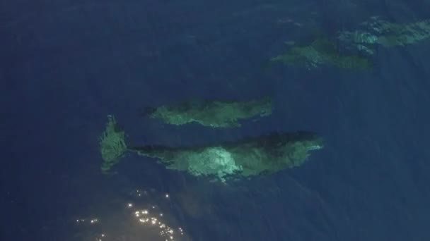 Cub Plemników Wieloryb Pływa Obok Matki Pobliżu Powierzchni Wody Oceanu — Wideo stockowe