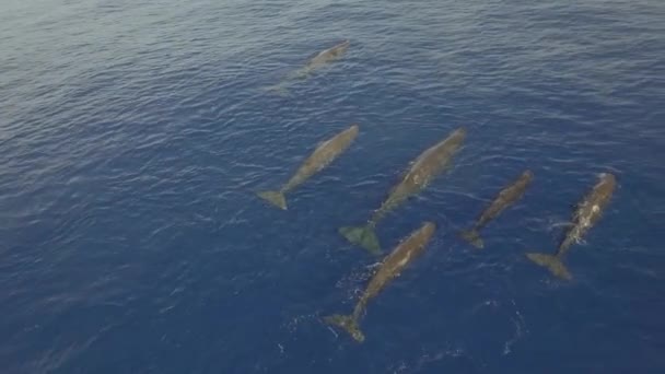 Top View Group Sperm Whales Swim Surface Ocean Water Sperm — Stock Video