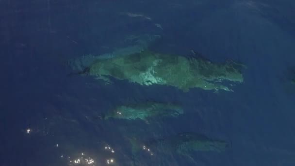 Sperma Matka Wieloryb Młode Pływa Pobliżu Powierzchni Wody Oceanu Ekosystem — Wideo stockowe