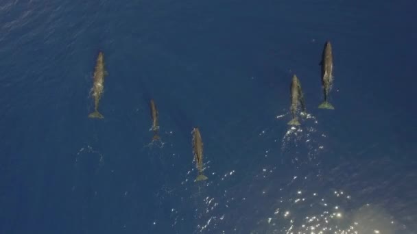 Okyanus Suyunun Yüzeyine Yakın Bir Grup Ispermeçet Balinasının Senkronize Yüzüşü — Stok video
