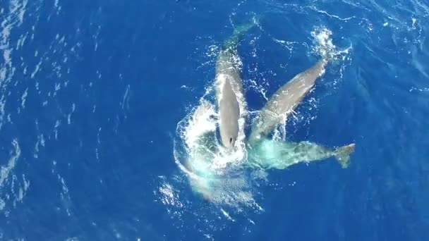 Wieloryby Spermy Pływające Pobliżu Powierzchni Wody Oceanicznej Widok Góry Więcej — Wideo stockowe