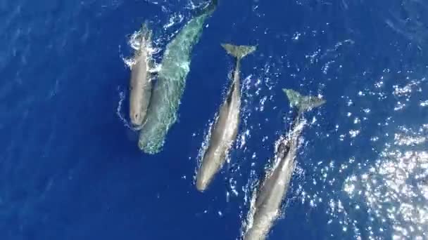 Bela Vista Cima Cachalotes Nadando Perto Superfície Água Oceano Vista — Vídeo de Stock