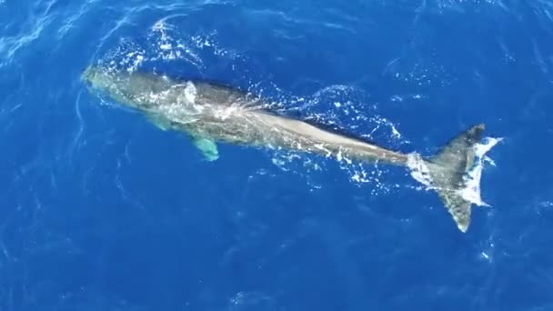Jeden Wieloryb Plemników Pobliżu Powierzchni Wody Oceanu Więcej Filmów Unikalnej — Wideo stockowe