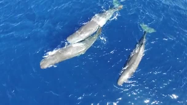 Spermowe Wieloryby Pływają Razem Pobliżu Powierzchni Wody Oceanicznej Widok Góry — Wideo stockowe