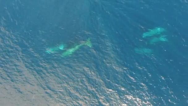 精子クジラのトップビューは 水の表面近くのグループで泳ぐ 見るザ 排他的なユニークなコレクションの精子クジラについてのビデオ — ストック動画