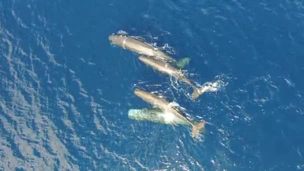 Wieloryby Spermy Pływające Razem Pobliżu Powierzchni Wody Oceanicznej Widok Góry — Wideo stockowe