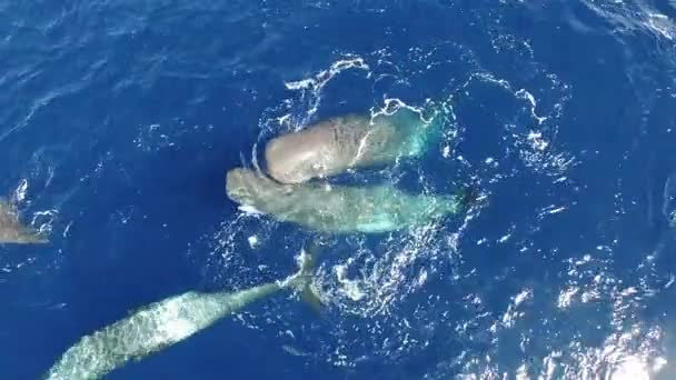 Wieloryby Spermy Dryfują Razem Pobliżu Powierzchni Wody Oceanicznej Widok Góry — Wideo stockowe