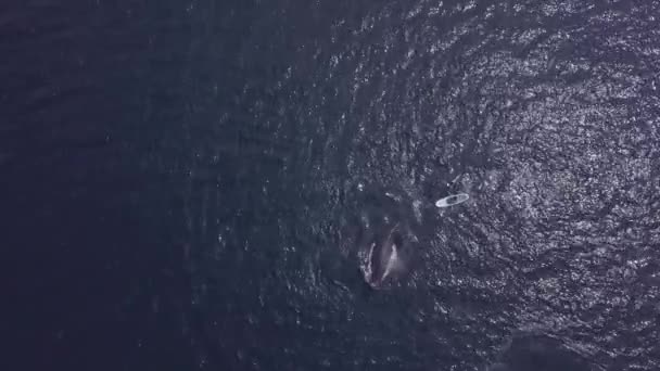 Ballenas Agua Azul Oscuro Cerca Barco Con Gente Vista Superior — Vídeo de stock