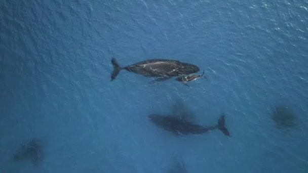 Famiglia Balene Con Cucciolo Nell Oceano Atlantico Vista Dall Alto — Video Stock