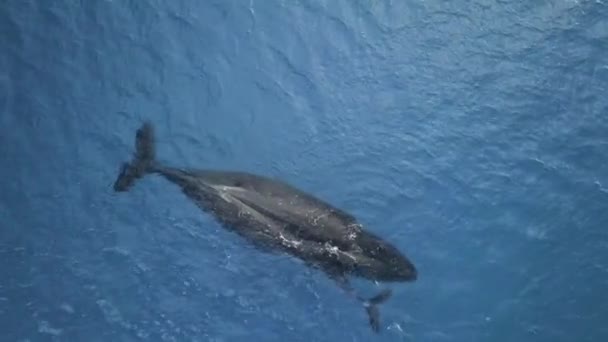 北大西洋のスムーズなクジラ Eubalaena Vicialis スムーズなクジラ科 Balaenidae の最も希少な種です 最上階だ クジラに関するビデオ映像の独占的なコレクションを見る — ストック動画