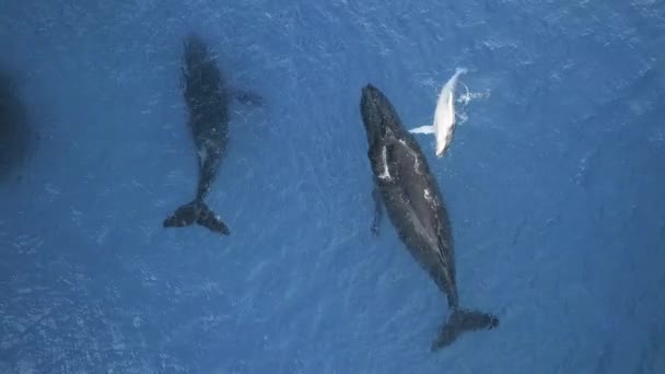 クジラ北大西洋の円滑なクジラは 円滑なクジラの家族の希少種です 北大西洋の円滑なクジラ Eubalaena氷河 のトップビュー それらについてのビデオ映像の独占コレクションを見る — ストック動画