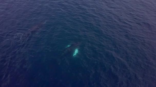 ボートの近くの暗い青い水の中のクジラトップビュー クジラに関するビデオ映像の独占的なコレクションを見る — ストック動画