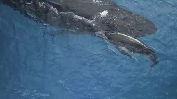 Widokiem Wieloryba Młode Wieloryb Północnoatlantycki Eubalaena Glcialis Jest Najrzadszym Gatunkiem — Wideo stockowe