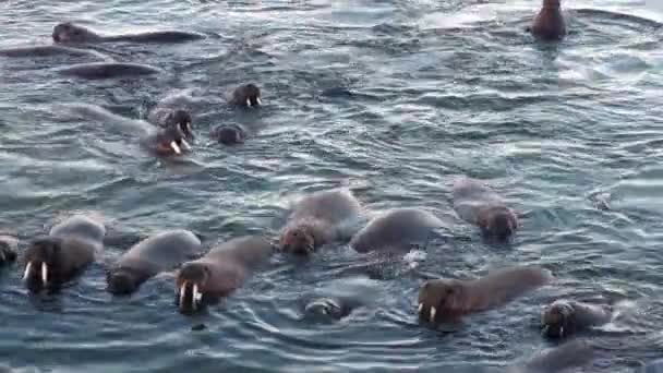 Groep Van Walrussen Ontspannen Het Water Buurt Van Kust Van — Stockvideo