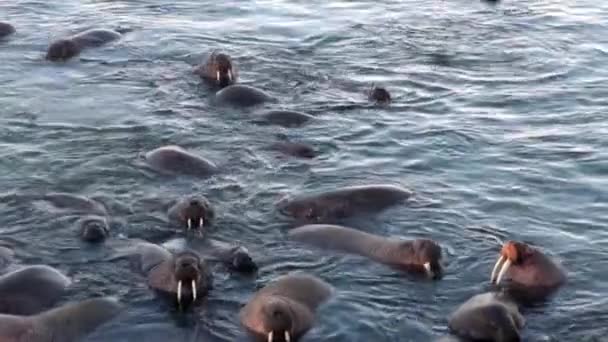 Groep Van Walrussen Ontspannen Het Water Buurt Van Kust Van — Stockvideo