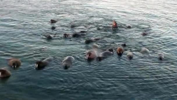 海象群放松在水附近岸边的北冰洋斯瓦尔巴特群岛 野生动物 动物在北欧的荒地 独特的影像资料 对自然景观和雪山脉背景的斯匹次卑尔根 — 图库视频影像