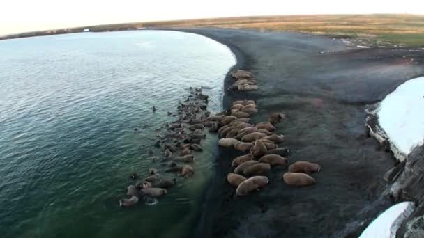 Grupo Morsas Relajarse Cerca Del Agua Orilla Del Océano Ártico — Vídeo de stock